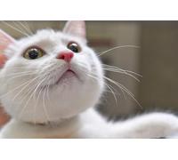 OZLHSP eeboo puzzle 500 Cats Animals 52x38cm