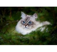 OZLHSP eeboo puzzle 500 Cats Cat Animals 52x38cm