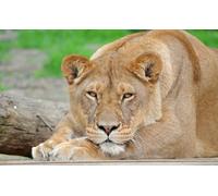 OZLHSP eeboo puzzle 500 Lion Big Cats Animal 52x38cm