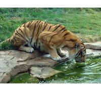 OZLHSP eeboo puzzle 500 Tiger Big Cats Animal 52x38cm