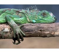 OZLHSP family games for adults and teens jigsaw puzzle 1500 piece Reptiles Animals 87x57cm