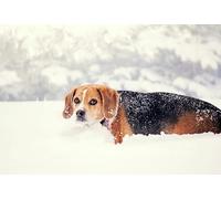 OZLHSP family games for adults and teens jigsaw puzzle 500 piece Beagle Animals 52x38cm