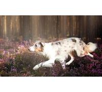 OZLHSP family games for adults and teens jigsaw puzzle 500 piece Border Collie Animals 52x38cm