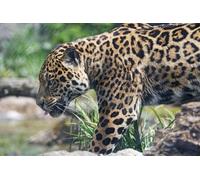 OZLHSP family games for adults and teens jigsaw puzzle 500 piece Jaguars Big Animals 52x38cm