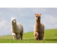 OZLHSP family games for adults and teens jigsaw puzzle 500 piece Llama Animal 52x38cm