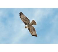 OZLHSP friends 1500 piece jigsaw Falcon Animal 87x57cm