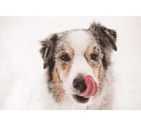 OZLHSP friends 500 piece jigsaw Australian Shepherd Animals 52x38cm