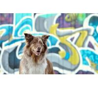 OZLHSP friends 500 piece jigsaw Border Collie Graffiti Animal 52x38cm