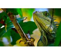 OZLHSP friends 500 piece jigsaw Reptiles 52x38cm