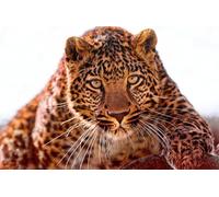 OZLHSP friends jigsaw puzzle 1000 pieces Leopard Big Animals 75x50cm