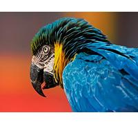 OZLHSP friends jigsaw puzzle 1000 pieces Macaw Parrots Animals 75x50cm
