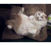 OZLHSP friends jigsaw puzzle 1000 Ragdoll Cats Animal 75x50cm