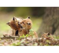OZLHSP friends jigsaw puzzle 500 pieces Fox Cubs Animals 52x38cm
