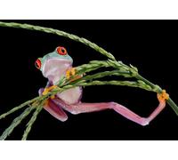 OZLHSP friends jigsaw puzzle 500 pieces Frog Animal 52x38cm