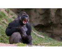 OZLHSP friends jigsaw puzzle 500 pieces Gorilla Monkey Animals 52x38cm