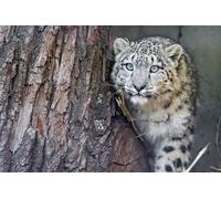 OZLHSP friends jigsaw puzzle 500 pieces Irbis Animals 52x38cm