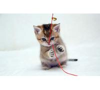 OZLHSP friends jigsaw puzzle 500 pieces Kitten Animal 52x38cm