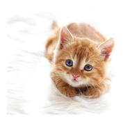 OZLHSP friends jigsaw puzzle 500 pieces Kittens Animals 52x38cm