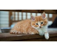 OZLHSP friends jigsaw puzzle 500 pieces Kittens Animals 52x38cm