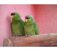 OZLHSP friends jigsaw puzzle 500 pieces Parrots Animal 52x38cm