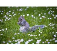 OZLHSP friends jigsaw puzzle 500 pieces Squirrel Rodents Animals 52x38cm