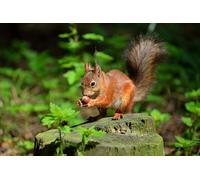 OZLHSP friends jigsaw puzzle 500 pieces Squirrel Rodents Nuts Animals 52x38cm