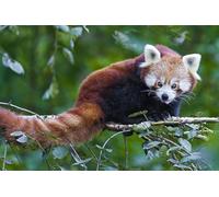 OZLHSP friends jigsaw puzzle 500 Red Panda Bear 52x38cm