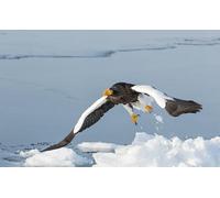 OZLHSP fun games for adults jigsaw 1000 piece Bald Eagle Hawk 75x50cm