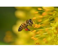 OZLHSP fun games for adults jigsaw 1000 piece Bees Insects Animal 75x50cm