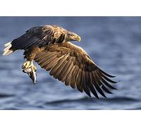 OZLHSP fun games for adults jigsaw 1000 piece Eagles Fish Hunting Animal 75x50cm