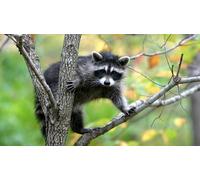 OZLHSP fun games for adults jigsaw 1000 piece Raccoons Animals 75x50cm