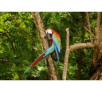 OZLHSP fun games for adults jigsaw 1500 piece Macaw Parrots Animals 87x57cm