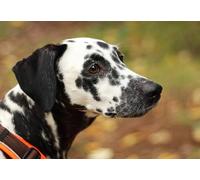 OZLHSP fun games for adults jigsaw 500 piece Dalmatian Animal 52x38cm