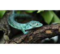 OZLHSP fun games for adults jigsaw 500 piece Lizards Reptiles Animals 52x38cm