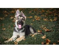 OZLHSP funny jigsaw 1000 pieces Shepherd Puppies German Shepherd 75x50cm