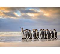 OZLHSP funny jigsaw 1500 pieces King Penguins Falkland Islands 87x57cm