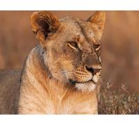 OZLHSP funny jigsaw 500 pieces Animals Lion Big Cats 52x38cm