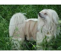 OZLHSP funny jigsaw 500 pieces Chinese Crested Animal 52x38cm