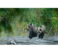 OZLHSP funny jigsaw 500 pieces Grizzly Bears Animals 52x38cm