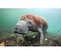 OZLHSP funny puzzles for adults 1000 pieces Hydrodamalis, Sea Cows Animals 75x50cm