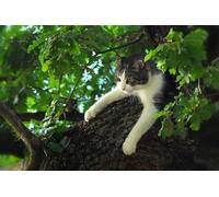 OZLHSP funny puzzles for adults 500 pieces Animals Cat 52x38cm