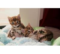 OZLHSP funny puzzles for adults 500 pieces Kitten Animals 52x38cm