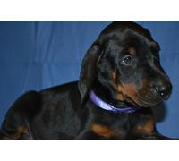 OZLHSP games for adults 500 jigsaw puzzle Doberman Puppy Animal 52x38cm