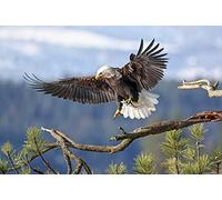 OZLHSP games jigsaw puzzles 500 piece Bald Eagle Hawk Hunting 52x38cm