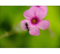 OZLHSP gifts 1000 jigsaw puzzle Ants Insect Animals 75x50cm