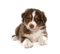 OZLHSP gifts for adults jigsaw puzzle 500 piece Australian Shepherd Puppy 52x38cm