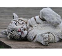 OZLHSP gifts for adults jigsaw puzzle 500 piece Cats Animal 52x38cm