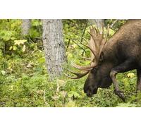 OZLHSP gifts for adults jigsaw puzzle 500 piece Moose Animals 52x38cm