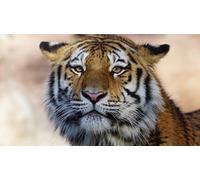 OZLHSP gifts for adults jigsaw puzzle 500 piece Tigers Animals 52x38cm