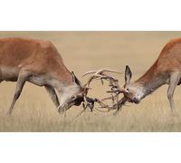 OZLHSP hard jigsaw 1000 piece jigsaw puzzle Deer Fight Animal 75x50cm